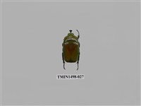 藏品(臺灣扇角金龜)的圖片